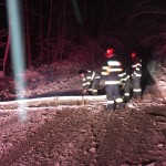 copaci si masini distruse (9)