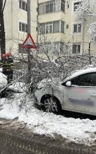 crengi de copac căzute