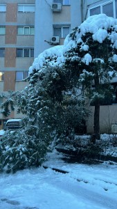 degajarea a doi copaci (1)