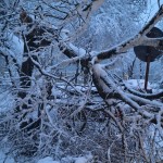 degajarea a doi copaci (2)