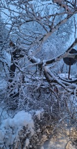 degajarea a doi copaci (2)