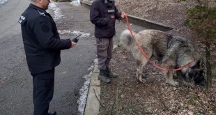 posesori de caini (4)