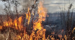 Incendii-zona-Podul-Viilor-3