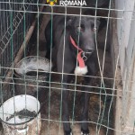 Percheziții în comuna Mozăceni (4)