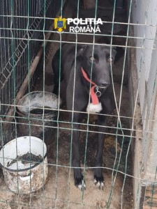 Percheziții în comuna Mozăceni (4)