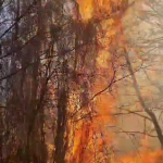 incendiu corbeni (1)