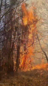 incendiu corbeni (1)