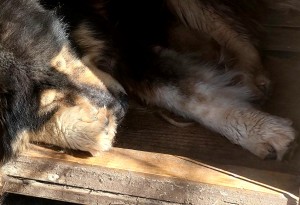 intervenții chirurgicale