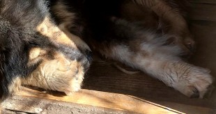 intervenții chirurgicale