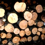 material-lemnos-confiscat1