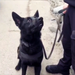 razie targul saptamanal bradu (1)