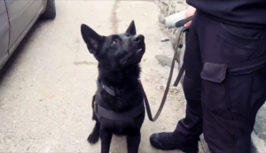 razie targul saptamanal bradu (1)