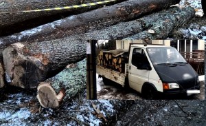 transport-ilegal-de-lemne