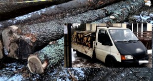 transport-ilegal-de-lemne