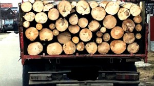 transport-lemn-autoutilitară