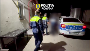 conflict spontan la bradu (1)