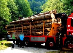transport-lemne-ilegal
