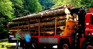 transport-lemne-ilegal