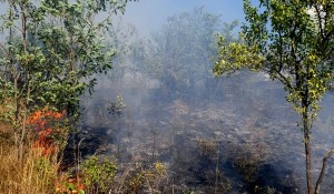 Incendii-Arges-2