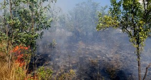 Incendii-Arges-2