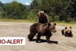 RO-ALERT. Ursi