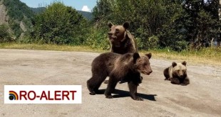 RO-ALERT. Ursi