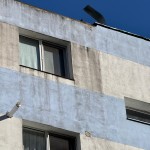 cod galben de vreme rea (1)