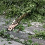 cod galben de vreme rea (2)