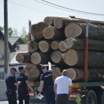 sancționarea contravențiilor silvice (1)