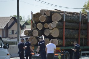 sancționarea contravențiilor silvice (1)