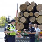 sancționarea contravențiilor silvice (2)