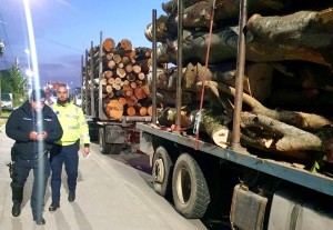sancționarea contravențiilor silvice (3)