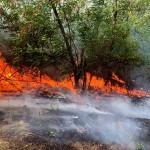 incendii-vegetatie-arges (3)