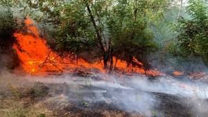 incendii-vegetatie-arges (3)