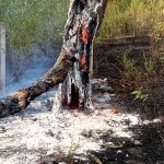 incendii-vegetatie-arges (4)