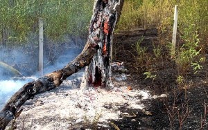 incendii-vegetatie-arges (4)