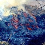 incendii-vegetatie-arges (6)